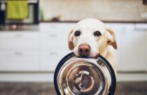 TCAC asking for pet food donations