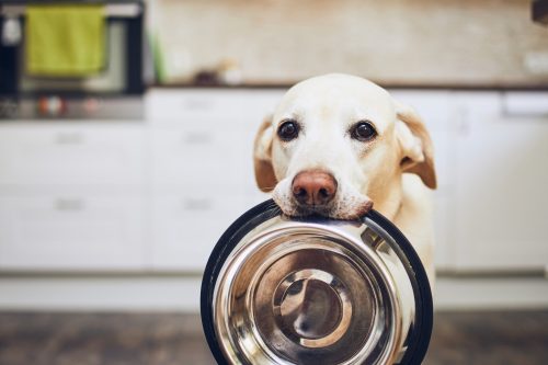 TCAC asking for pet food donations