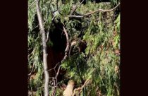 Tree down