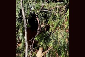 Tree down