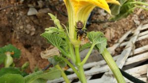Jumping Spider and Bee