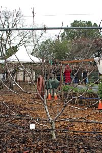 Now is the Time to Prune Fruit Trees