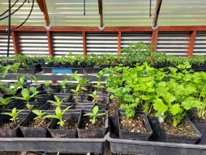 Get Ready for Master Gardener Plant Sale