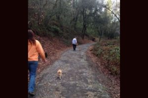 Woman and dog walking along Dragoon Gulch Trail in Sonora
