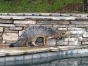 Gray fox that was displaying signs of distemper the homeowner contacted Sonora Police who captured the animal in February, 2023