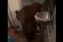 Large bear looking for food in Arnold resident's garage