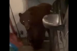 Large bear looking for food in Arnold resident's garage