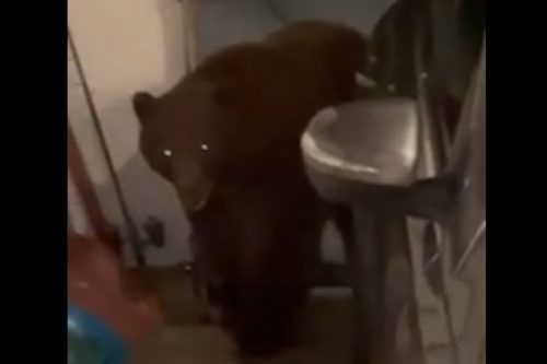 Large bear looking for food in Arnold resident's garage