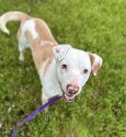 Lou all healed and ready to find a forever home