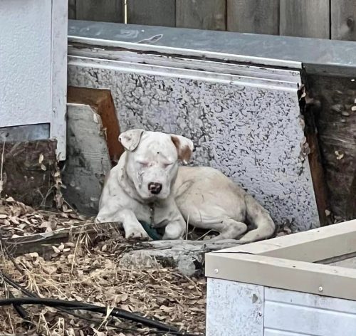 Lou huddled in a nearby yard after being hit by a car