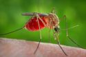 Mosquito biting person