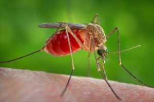 Mosquito biting person