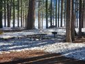 Pinecrest Lake area still with snow on the ground