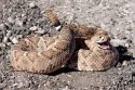 Rattle snake