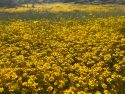 2023 Wildflowers In Red Hills Recreation Area