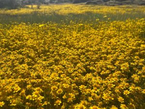 2023 Wildflowers In Red Hills Recreation Area
