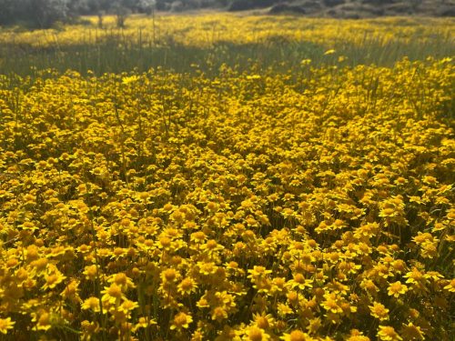 2023 Wildflowers In Red Hills Recreation Area