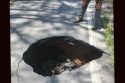 Sinkhole that opened up on Parrotts Ferry Road near Sawmill Flat Road in Columbia