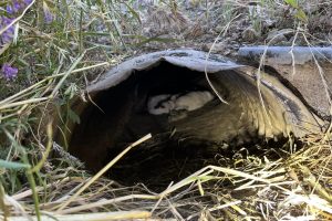 Culvert where mom and her puppies were living