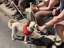 64th Annual Mother Lode Round-up Parade