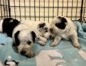 Rescued puppies