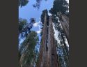 Calaveras Big Trees State Park