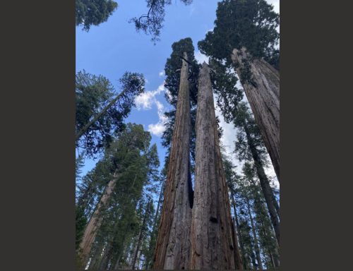 Calaveras Big Trees State Park