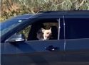 Don't leave dog in vehicle on hot days