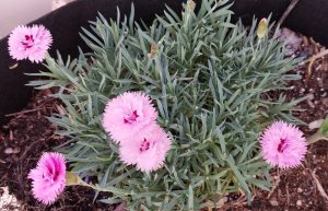 Sweet William, pinks, cheddar pinks, gillyflowers and maiden pinks—are all dianthus