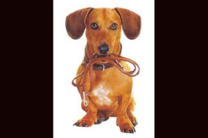 Rabies Clinics in the Mother Lode