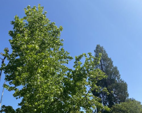 Trees - MML Archive Image