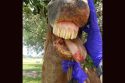 VS infected horse