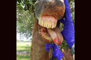 VS infected horse