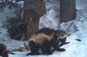 Yosemite wolverine spotted