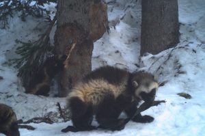 Yosemite wolverine spotted
