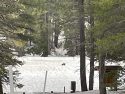 Wolverine sighted in Yosemite National Park in May 2023