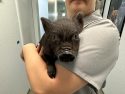 Black baby pot belly pig at TCAC shelter