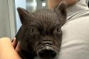 Black baby pot belly pig at TCAC shelter