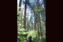 Calaveras Big Trees State Park