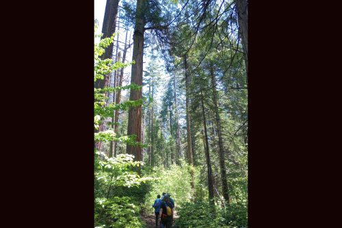 Calaveras Big Trees State Park