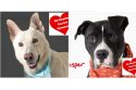 Calaveras County Animal Services shelter is full and heart shows sponsored dogs with the adoption fee already paid