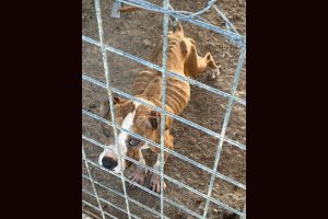 Skin and bones dog found on Mariposa County property