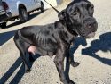 Skin and bones dog found on Mariposa County property