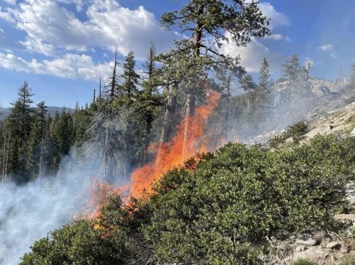 Pika Fire In Yosemite