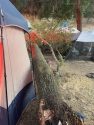 Tree crashing down on campers in Calaveras County