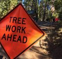 Tree work ahead