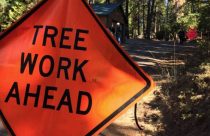 Tree work ahead