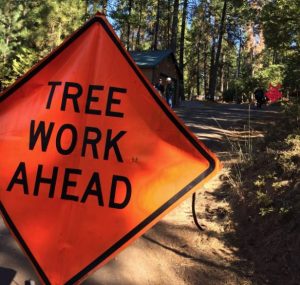 Tree work ahead