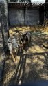 Wayward goats at the Tuolumne County Animal Control shelter