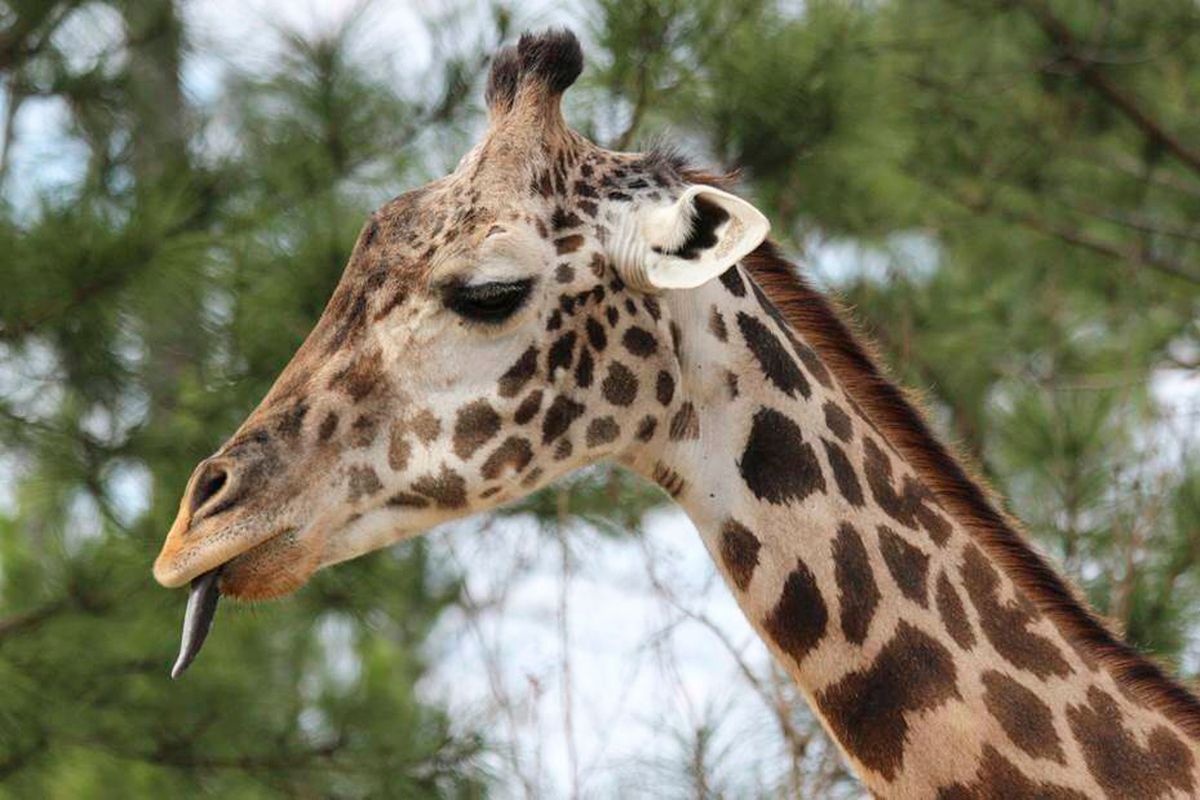 Giraffe named Twiga, who was among the oldest cared for by humans, died ...